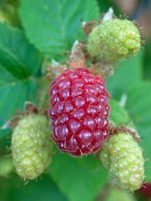 Tayberry m&ucirc;r &agrave; c&ocirc;t&eacute; de la prog&eacute;niture verte