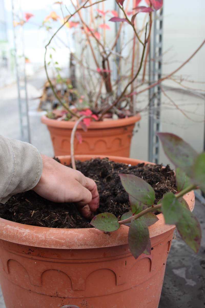 Multiplier un myrtillier Lubera