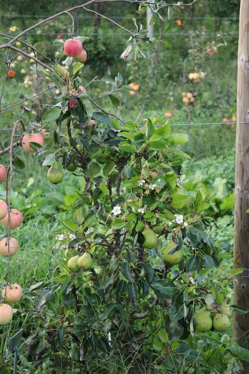 floraison pr&eacute;coce de fruitiers et d&rsquo;arbustes baccif&egrave;res Lubera