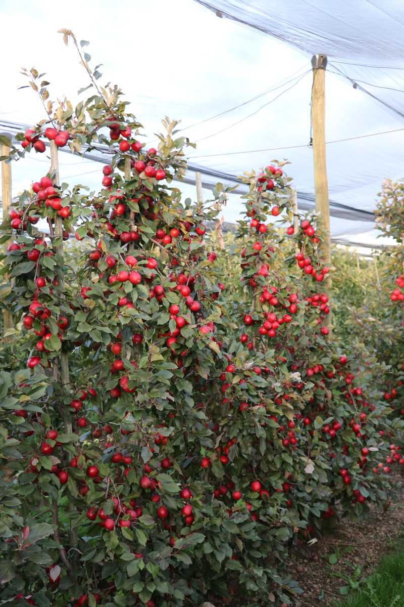 Quand les pommes sont-elles m&ucirc;res r&eacute;colte de pommes Lubera