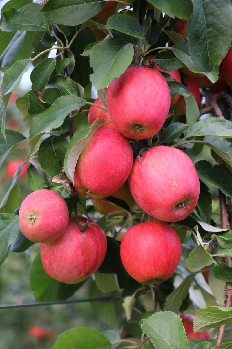 Quand les pommes sont-elles m&ucirc;res&nbsp;?