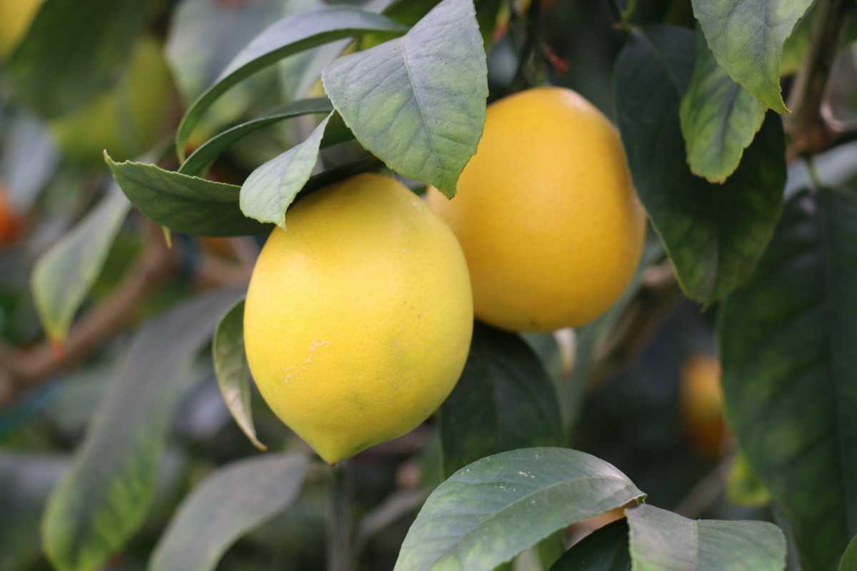 citrus-meyerii
