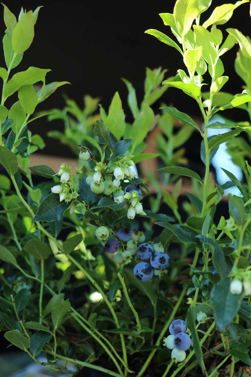 Cultiver des myrtilliers : une vari&eacute;t&eacute; remontante avec des fruits fin juin