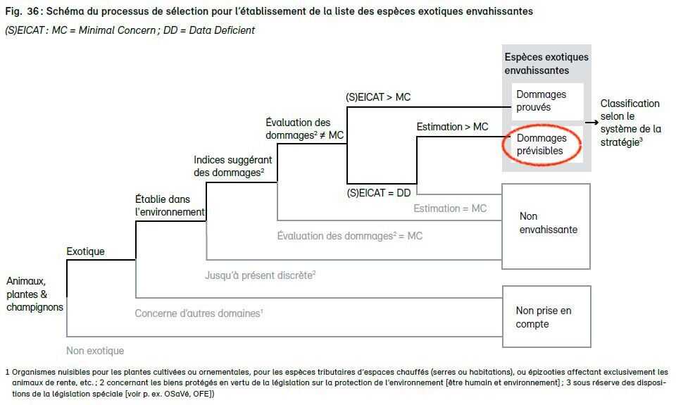 InfoFlora - processus de s&eacute;lection des plante envahissantes