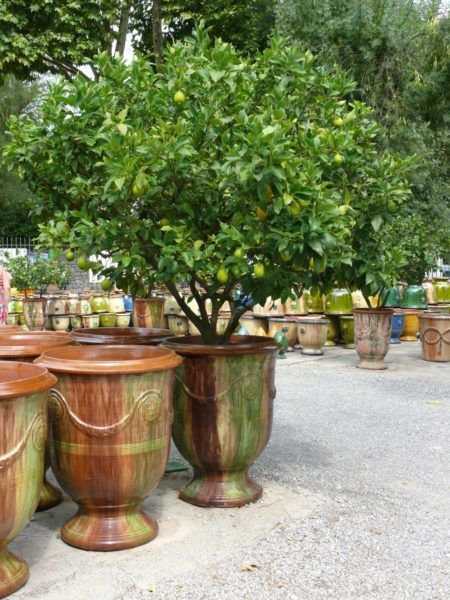 Tailler le citronnier
