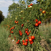 Salattomaten