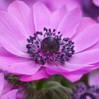 An�mones couronn�es