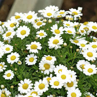 Anth�mis (Argyranthemum frutescens)