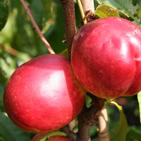 Nectarines � chair blanche