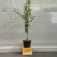 Birnbaum im 10L Topf