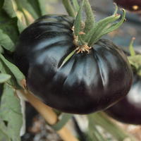 Tomates de vari�t�s anciennes