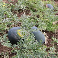 Graines de melon
