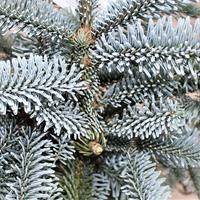 Sapins (Abies)