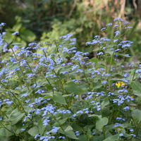Brunn�re � grandes feuilles