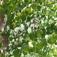 Cercidiphyllum