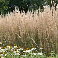 Calamagrostis