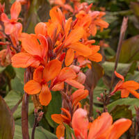 Canna, balisier