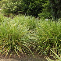 Carex