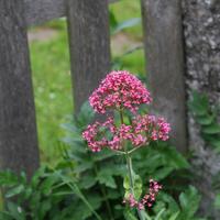 Val�riane rouge