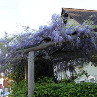 Glycine chinoise