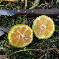 Mandarines rustiques