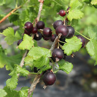 Casseille Jomini� (Confi�Beere)