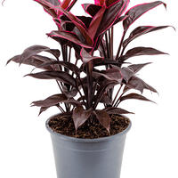 Cordyline