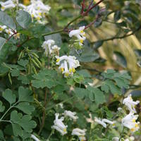 Corydalis