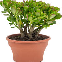 Crassula