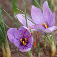 Bulbes � fleurs