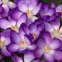 Crocus tommasinianus