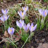 Crocus des elfes