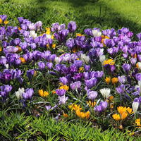 M�lange de bulbes � fleurs