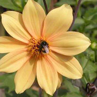 Dahlia 'Bishop of York'� (lot de 2)