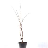 Zierquitte 'Cido'� im Topf 3-5L Topf