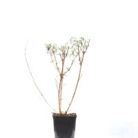Schmetterlingsstrauch 'White Profusion'