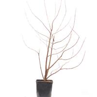 Knopfbusch im 5L Topf