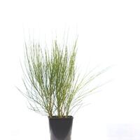 Edelginster 'Boskoop Ruby' im 5L Topf