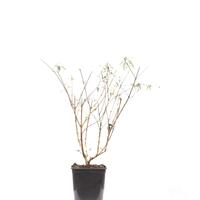 Sommerflieder 'Pink Delight' im 5L Topf