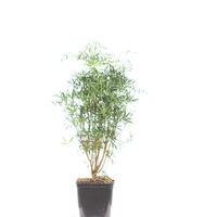 Orangenblume 'Scented Gem'