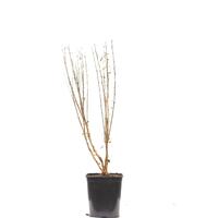 Ribes alpinum 'Schmidt'