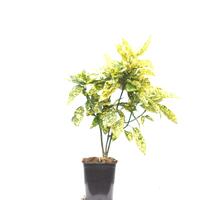 Aucuba japonica 'Crotonifolia'