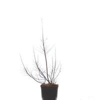  Spiraea nipponica 'Snowmound'