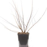 Fuchsia hatschbachii