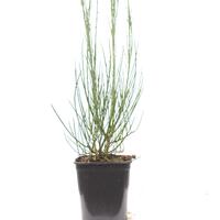 Ginster, Edelginster 'Luna'