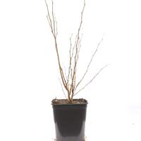 Chinesischer Judasbaum 'Shirobana'