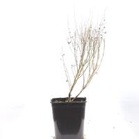 Kleine Blauraute 'Little Spire'