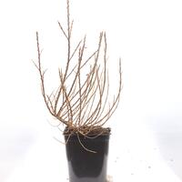 M�nnlicher Zwerg-Sanddorn 'Hikul Silverstar'