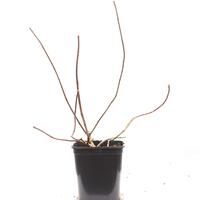 Hydrangea paniculata 'Polar Bear'�