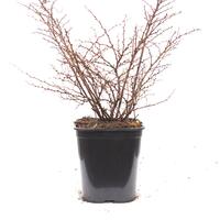 Berberis thunbergii 'Green Ornament'